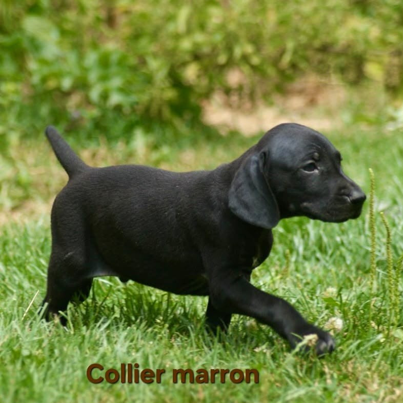 De Saint Loup - Chiots disponibles - Braque allemand à poil court