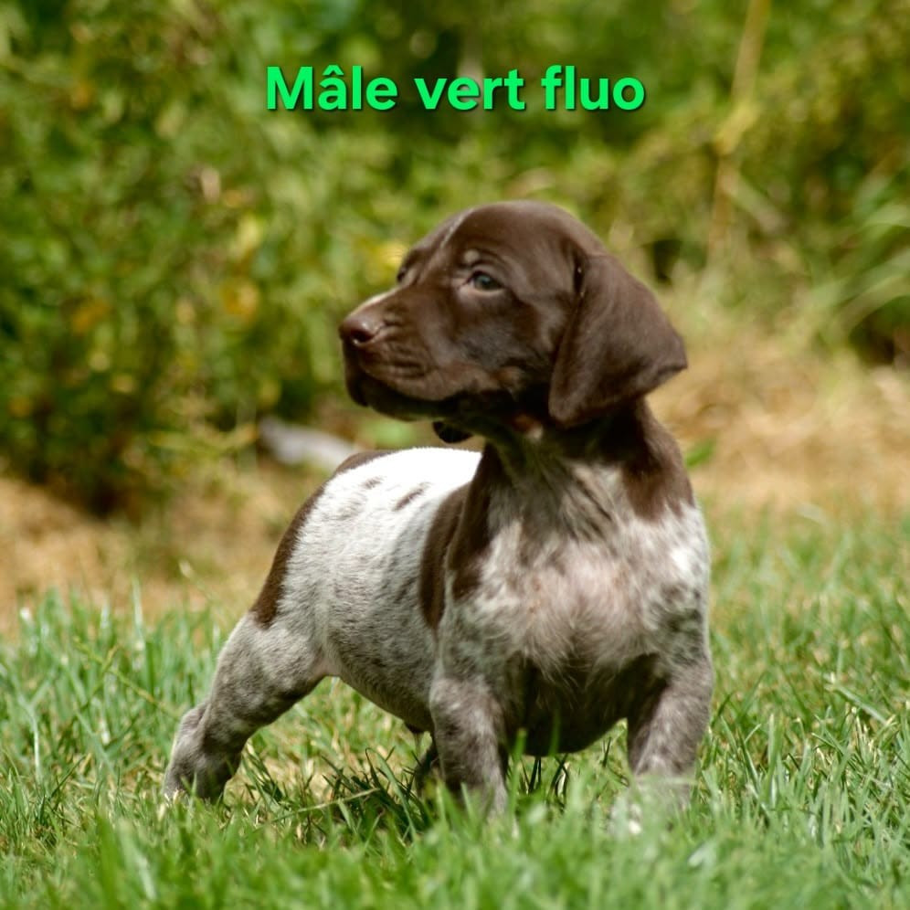 De Saint Loup - Chiots disponibles - Braque allemand à poil court